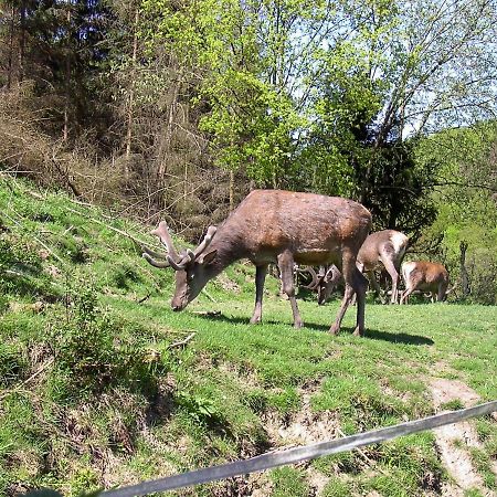 Birkenhain Stolberg i. Harz Екстериор снимка