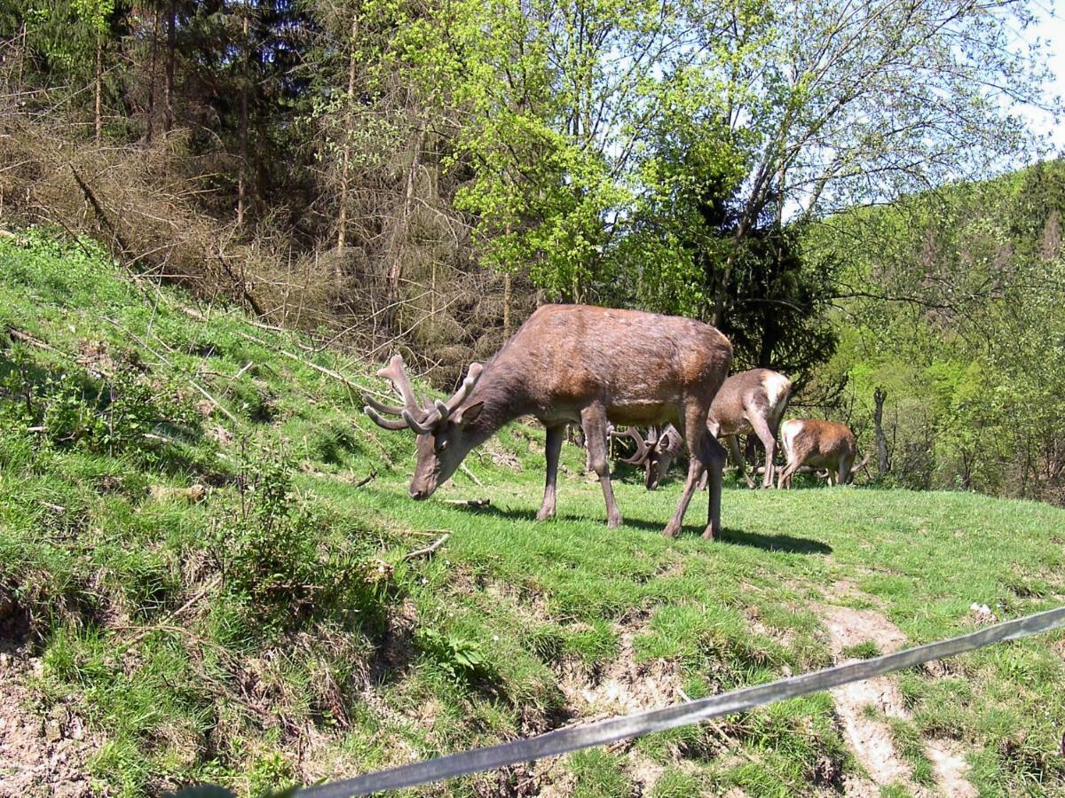 Birkenhain Stolberg i. Harz Екстериор снимка